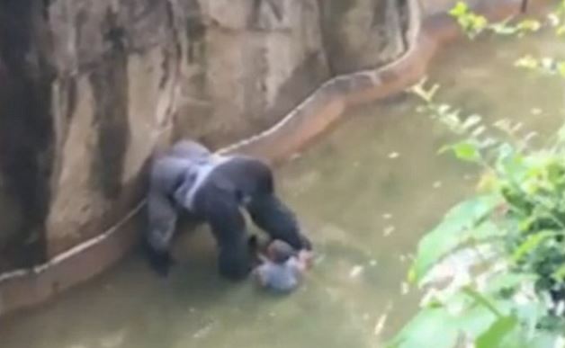 World News: Gorilla shot and killed after 4-year-old kid fell into ...