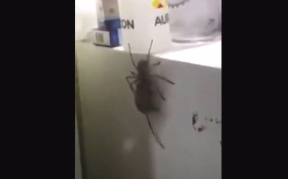 OMG: Horrifying video shows giant huntsman spider carrying a dead mouse!