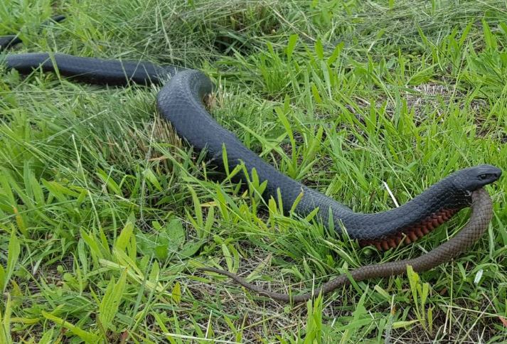 OMG: Pictures: Photographer captures a snake eating another snake