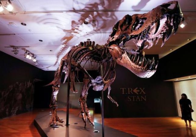 biggest t rex skeleton