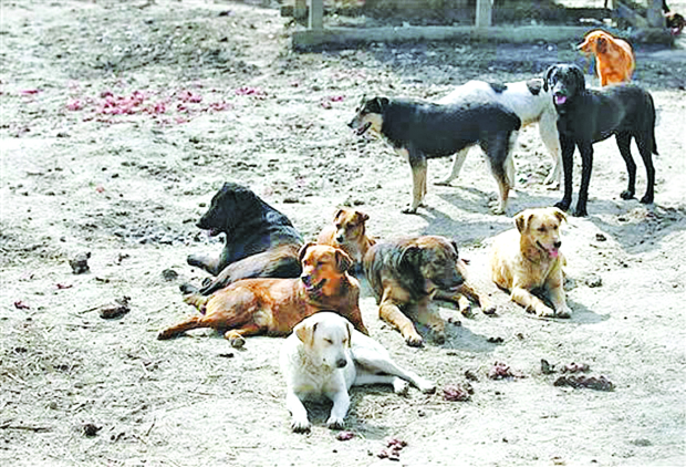 Bahrain News: Heated debate over stray dogs menace