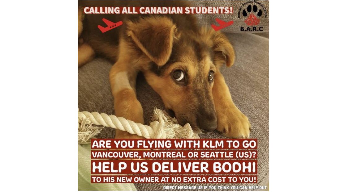 how much does it cost to transport a dog to canada