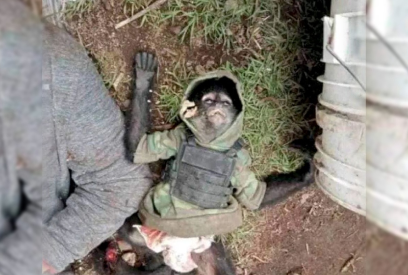 OMG: Drug cartel's mascot monkey wearing bulletproof vest killed in ...