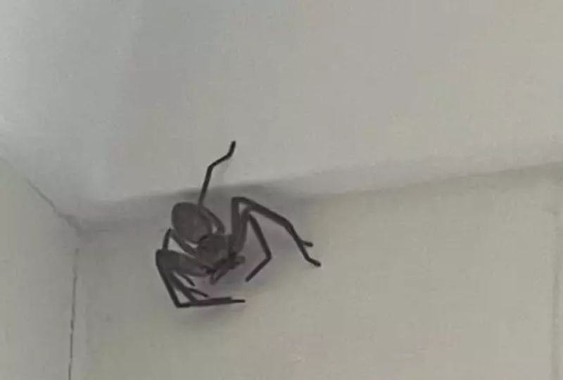 Omg: Would You Dare Touch This Massive Huntsman Spider For $50?