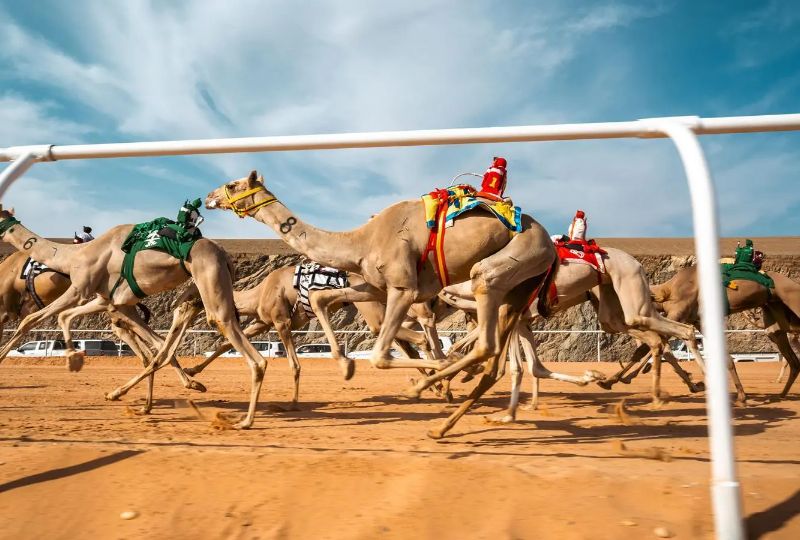 KSA: AlUla to host Arab Cup and World Championship for camels