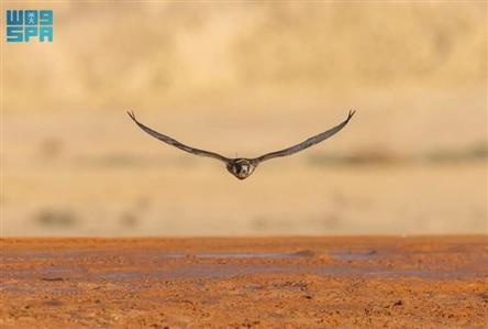 King Abdulaziz falconry festival 2024 concludes...