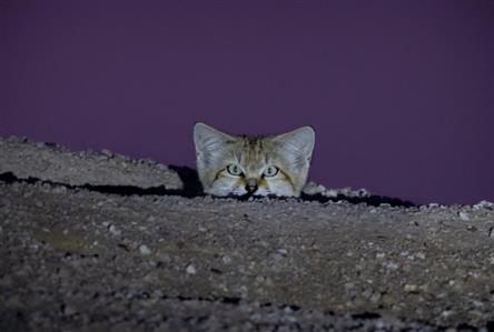 Sand cat spotted in Kuwait wildrerness